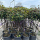 Photinia fraseri 'Robusta Compacta' 125-150 cm container meerstammig