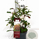 Photinia Magical Volcano 40-60 cm 3,0L