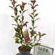 Photinia Magical Volcano 40-60 cm 3,0L