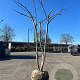 Platanus hispanica 300-350 cm draadkluit meerstammig solitair dak vorm