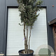 Quercus ilex 450-500 cm container meerstammig