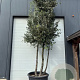 Quercus ilex 450-500 cm container meerstammig