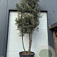 Quercus ilex 450-500 cm container meerstammig