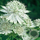 Astrantia maj. 'Shaggy' GM P9