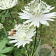 Astrantia maj. 'Shaggy' GM P9