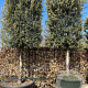 Quercus ilex GM container solitair