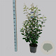 Elaeagnus ebbingei 100-125 cm 10L
