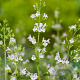 Calamintha n. 'White Cloud' GM P9