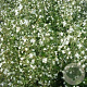 Calamintha n. 'White Cloud' GM P9