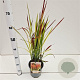Imperata "Red Baron" 25-30 cm 2,0L