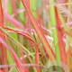 Imperata "Red Baron" GM P9