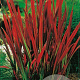 Imperata "Red Baron" GM 1.5