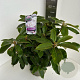 Rhododendron 'Gomer Waterer' 40-50 cm 5,0L