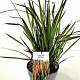Imperata "Red Baron" GM C5