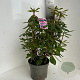 Rhododendron 'Roseum Elegans' 40-50 cm 5,0L
