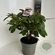 Rhododendron 'Virginia Richards' 40-50 cm 5,0L