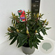 Rhododendron 'Vulcan's Flame' 40-50 cm 5,0L