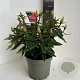 Rhododendron 'Vulcan's Flame' 40-50 cm 5,0L