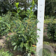 Prunus l. 'Novita' 80-100 cm met kluit