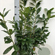 Prunus l. 'Novita' 80-100 cm met kluit