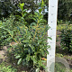 Prunus l. 'Novita' 80-100 cm met kluit