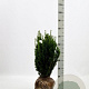 Taxus media 'Hillii' 50-60 cm met kluit