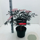 Sambucus nigra Black Lace 40-50 cm 5,0L