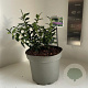 Sarcococca confusa 25-30 cm 5,0L