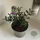 Sarcococca h. Purple Gem 25-30 cm 5,0L