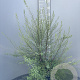 Spiraea arguta 60-80 cm 5,0L