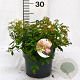 Spiraea jap. 'Genpei' 30-40 cm 3,0L