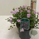 Spiraea jap. 'Little Princess' 25-30 cm 3,0L