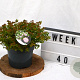 Spiraea jap. 'Little Princess' 25-30 cm 3,0L