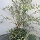 Spiraea vanhouttei 80-100 cm 5,0L