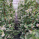 Trachelospermum jasminoides 125-150 cm 3,0L Gestokt