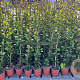 Trachelospermum jasminoides 100-120 cm 2,5L Gestokt
