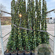Trachelospermum jasminoides 220 cm 10L Gestokt