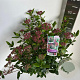 Viburnum tin. 'Gwenllian' 40-45 cm 5,0L