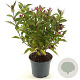 Weigela Big Love 30-40 cm 3,0L