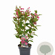 Weigela Big Love 30-40 cm 3,0L