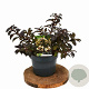 Weigela Black and White 25-30 cm 3,0L