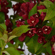 Weigela Cherry Love 30-40 cm 3,0L