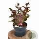 Weigela florida 'Victoria' 30-40 cm 2,0L