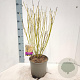 Cornus sericea 'Flaviramea' 60-80 cm 5,0L