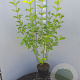 Cornus sericea 'Flaviramea' 100-125 cm 5,0L
