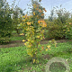 Acer platanoides 200-250 cm draadkluit meerstammig