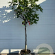 Ficus car. 'Brown Turkey' 12-14 HA 30L 100 cm stam