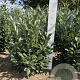 Prunus l. Elly 80-100 cm met kluit