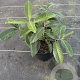 Prunus l. 'Mount Vernon' 20-25 cm 2,0L