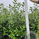Prunus l. 'Novita' 160-180 cm met kluit